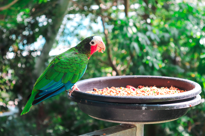 fun things to do in galveston: moody gardens