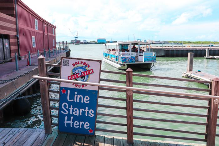 fun things to do in galveston: baywatch dolphin tours