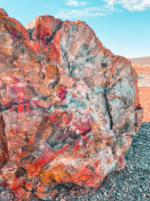 petrified tree stump fossil