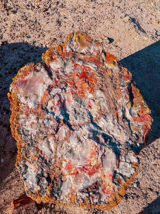 petrified tree stump fossil