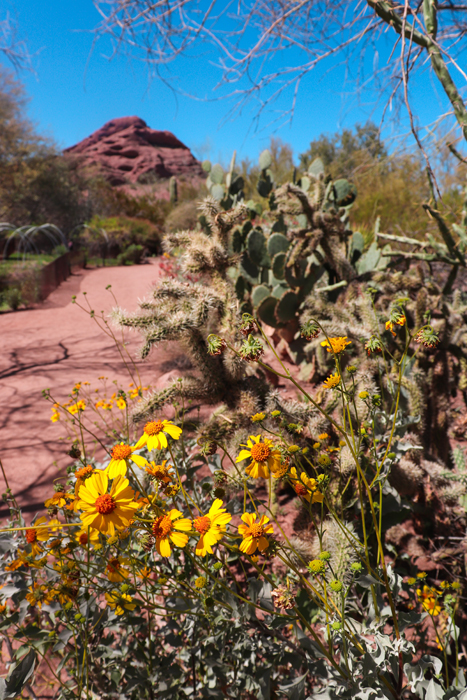 wildflowers the desert botanical garden