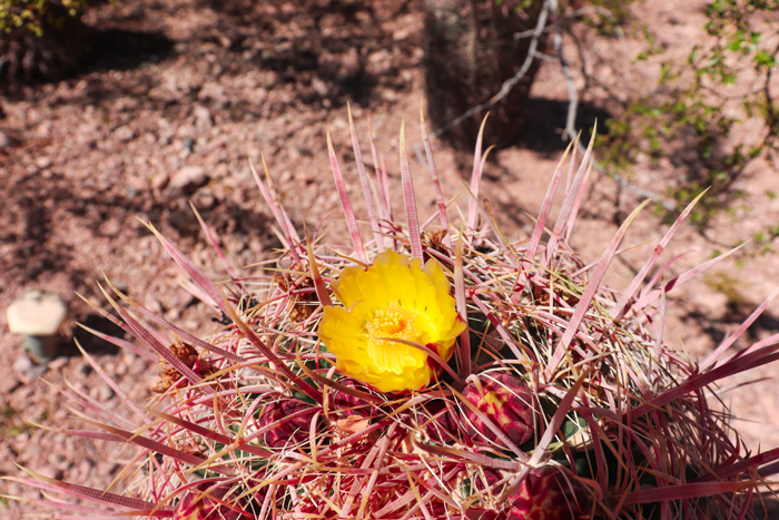 cactus flower