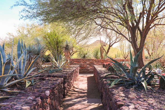 the desert botanical garden