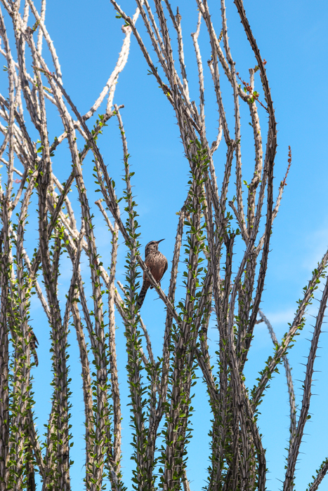 cactus wren