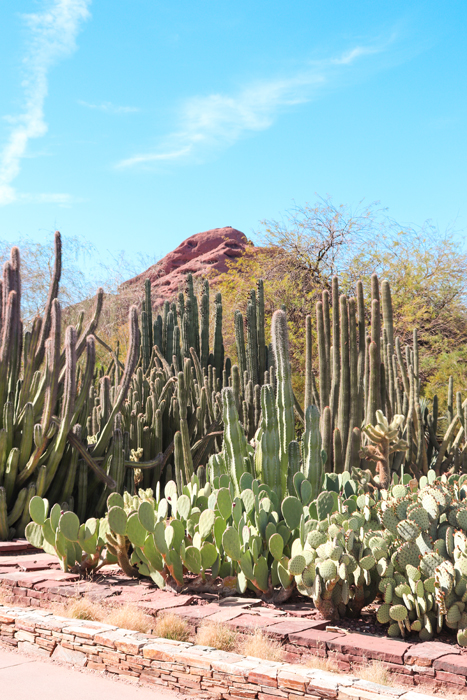 cactus trail