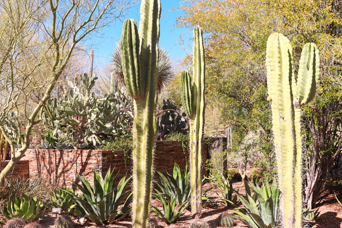 cactus garden