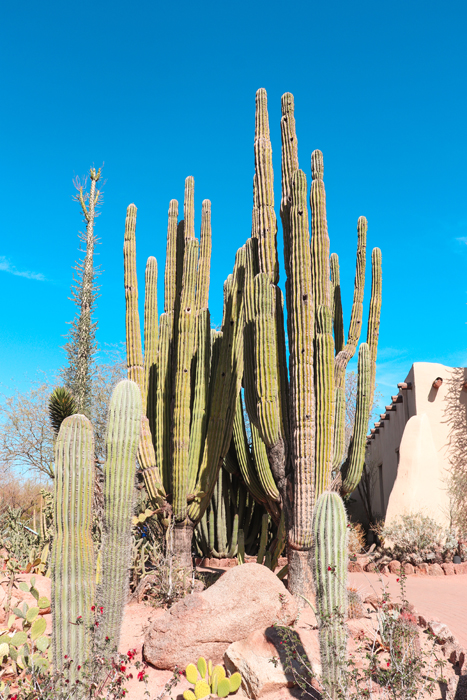 saguaro the desert botanical garden