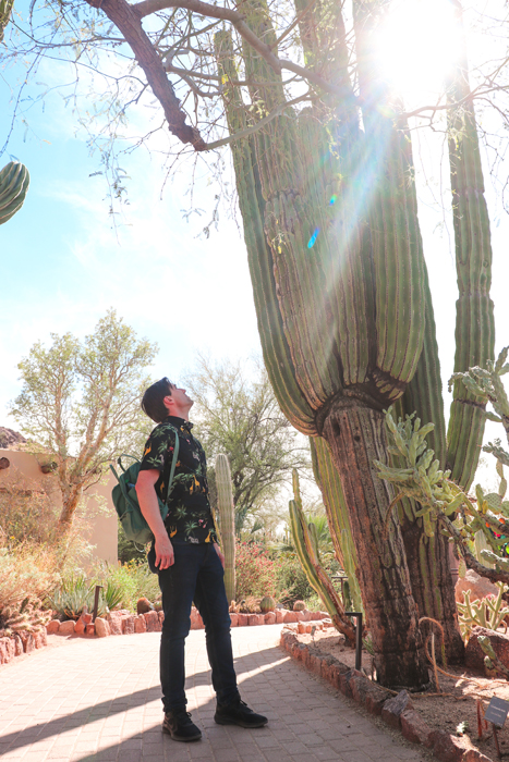 desert botanical garden arizona road trip