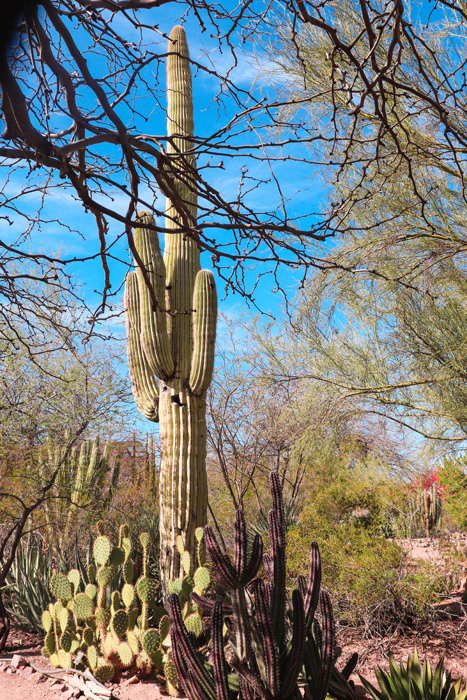 the desert botanical garden