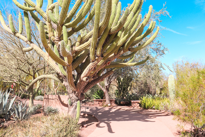 desert botanical garden