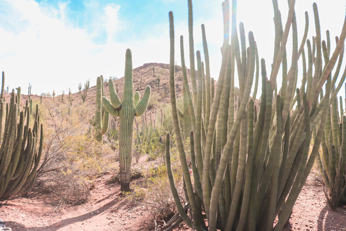 the desert botanical garden