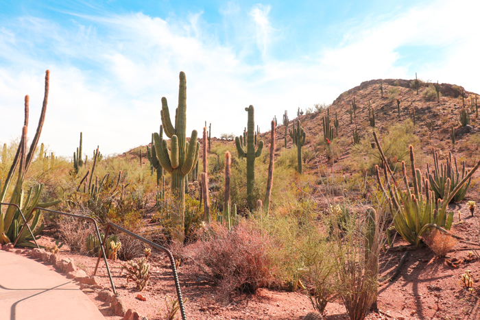 desert botanical garden arizona road trip