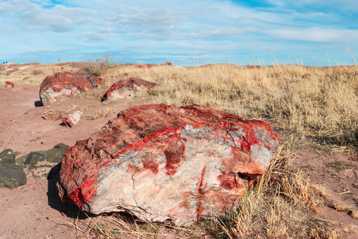 petrified forest national park