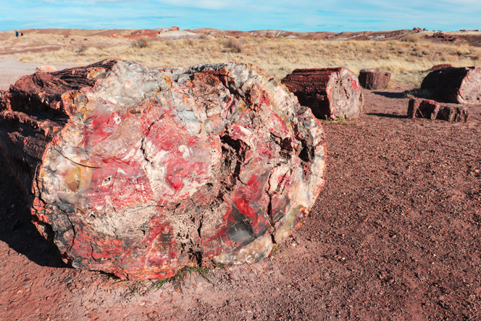 petrified forest national park