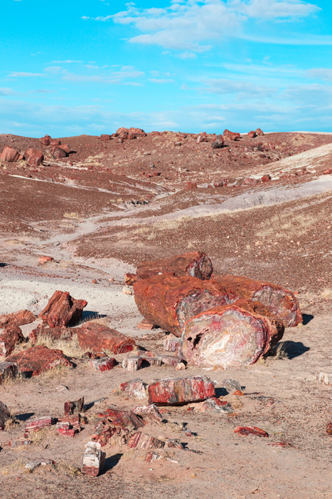 petrified forest national park