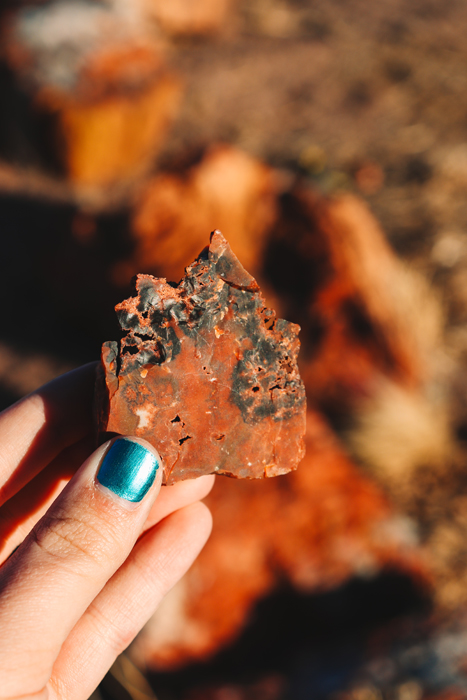 petrified wood fossil souvenir